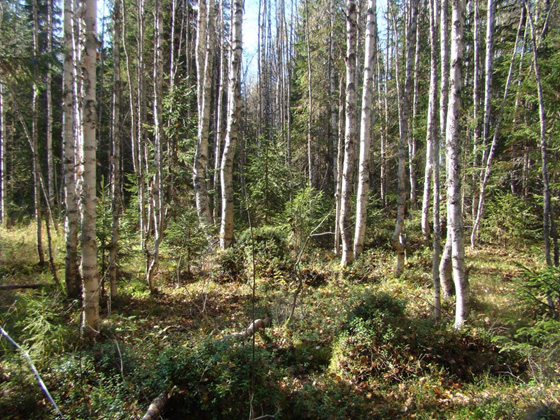 Dwarf shrub-green moss birch forest