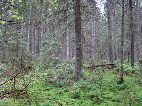 Long stem moss-sphagnum spruce forest