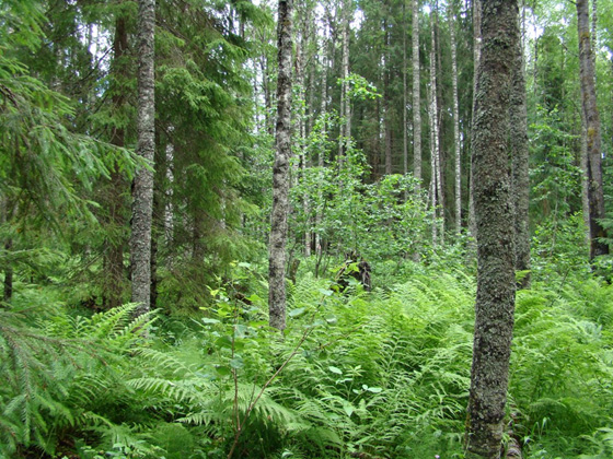 Tall grass birch forest