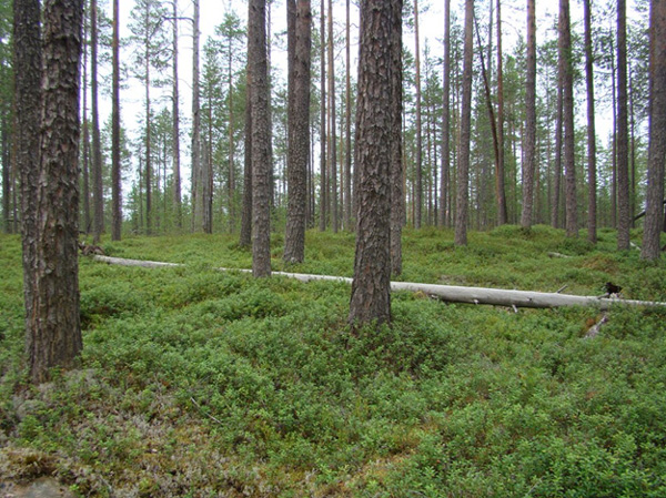 Dwarf shrub-green moss pine forest