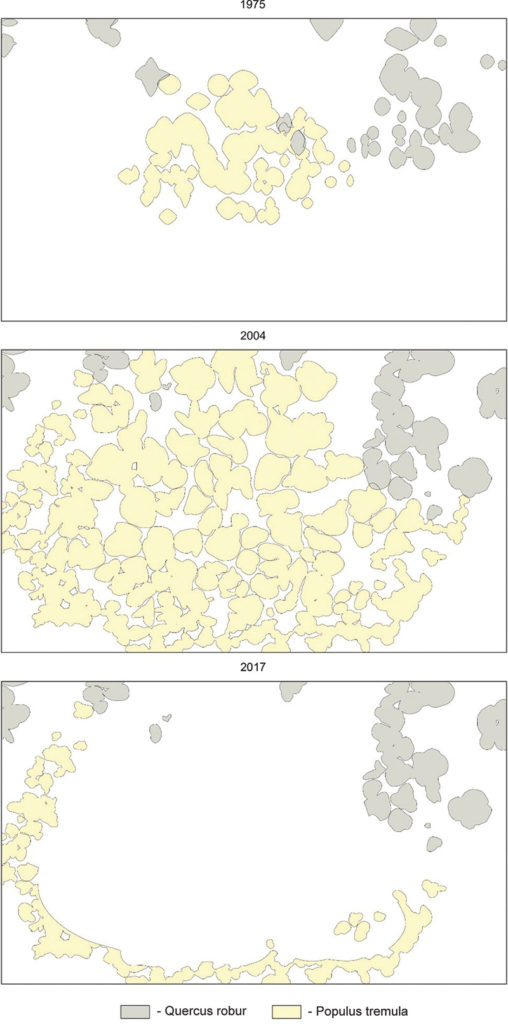 Dynamics of aspen projective covers based on mapping materials of different years (Streletsky site, 