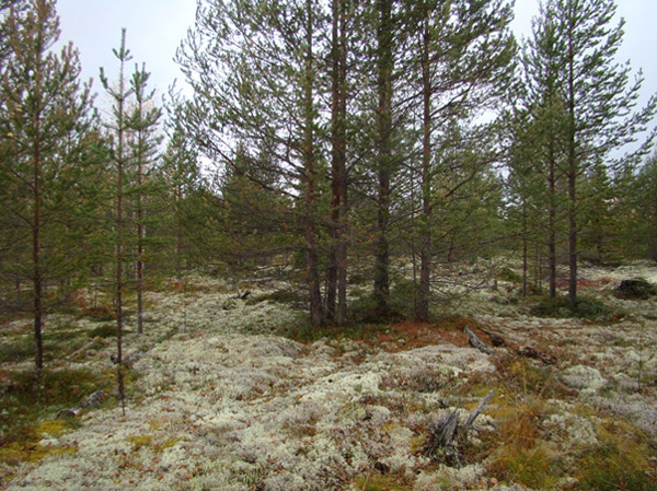 Lichen pine forest