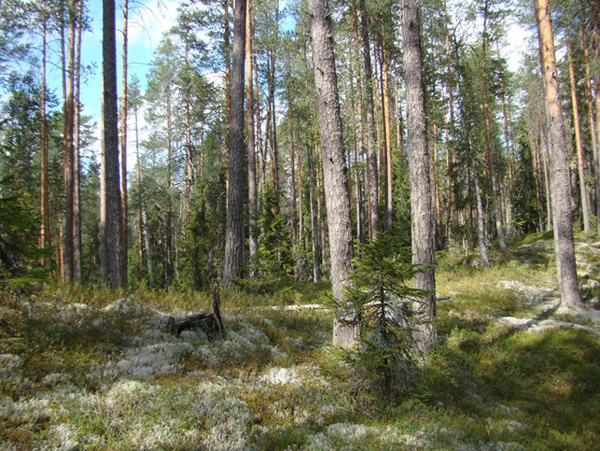Lichen-green moss pine forest