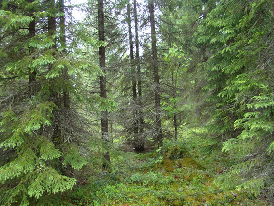 Dwarf shrub-green moss spruce forest