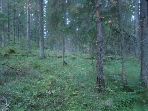 Small grass-green moss spruce forest