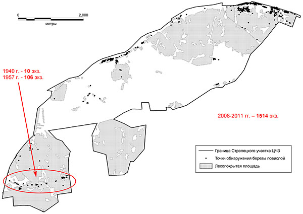 Схема распространения березы повислой на Стрелецком участке Центрально-Черноземного заповедника по материалам картирования 2008-2011 гг.