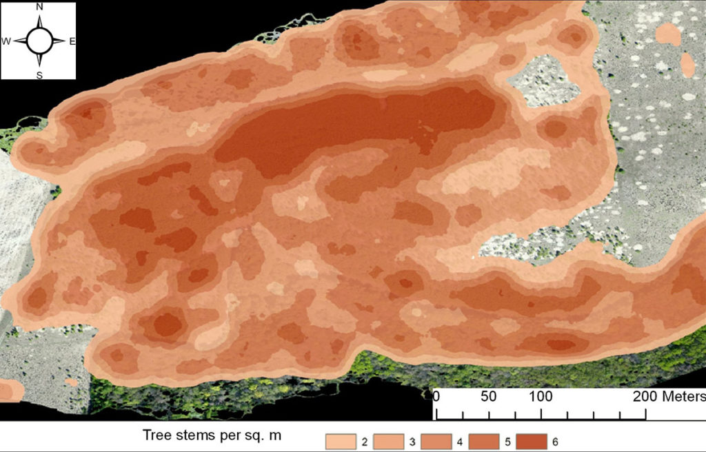 Density of the tree stand formed on the fallow since the termination of its agricultural use, 2005–2017. Based on the materials of multi-temporal UAV surveys