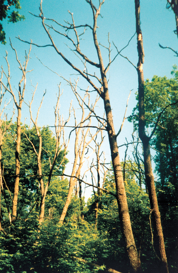 Local drying of an oak in Temnaya hollow (Dubroshina ecosite, Streletsky site of the CCR)