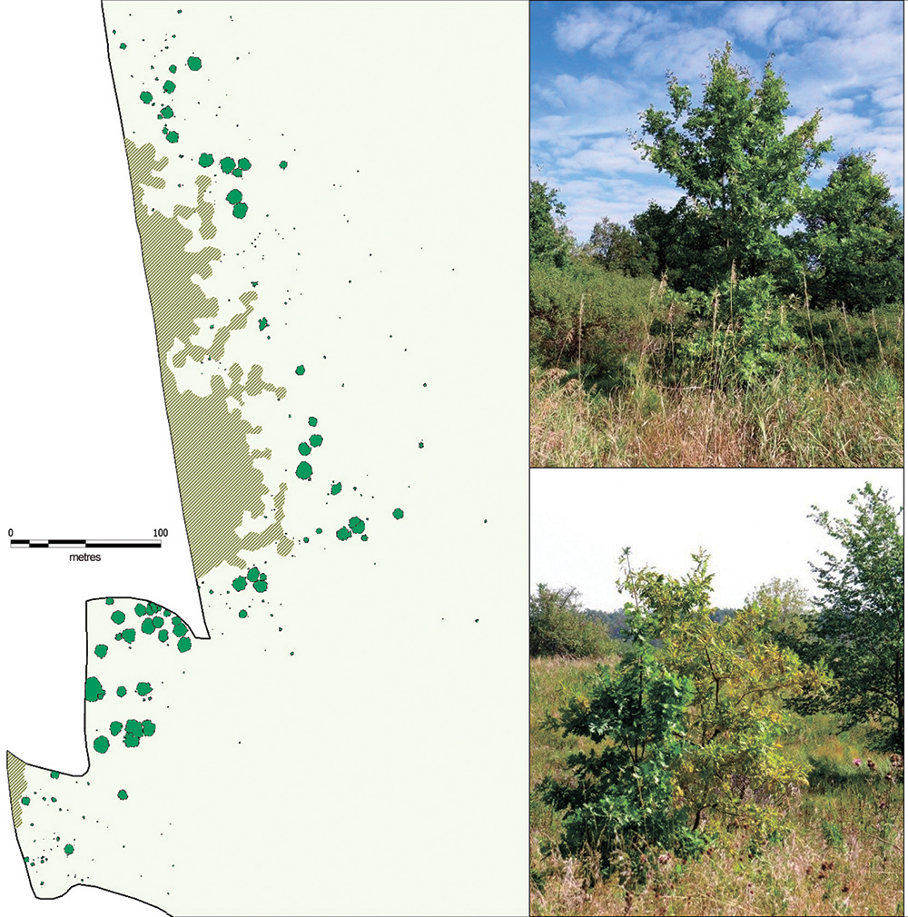 Natural seed regeneration of common oak in the ecotones between forest and virgin unmowed steppe (2016). Note. The image shows virginal oak plants on the Second unmowed section of Streletskaya steppe.