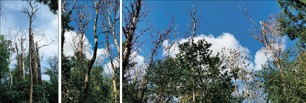 Disintegration of aspen stands on Kazatsky and Streletsky sites of the CCR