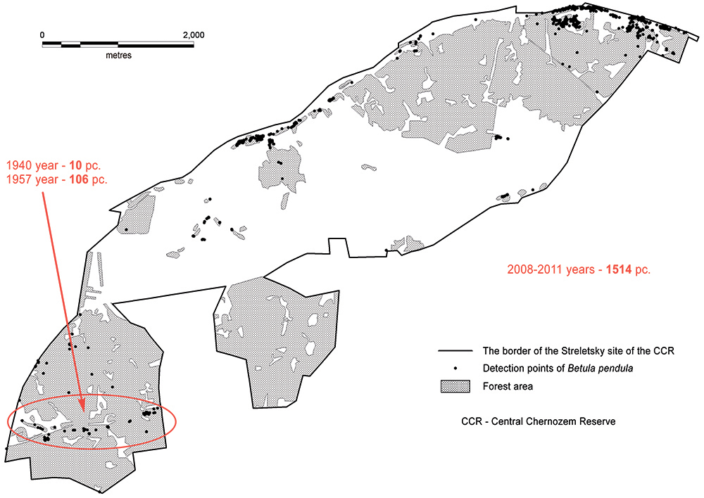 Scheme of distribution of the silver birch across Streletsky site of the Central Chernozem Reserve based on mapping data of 2008–2011