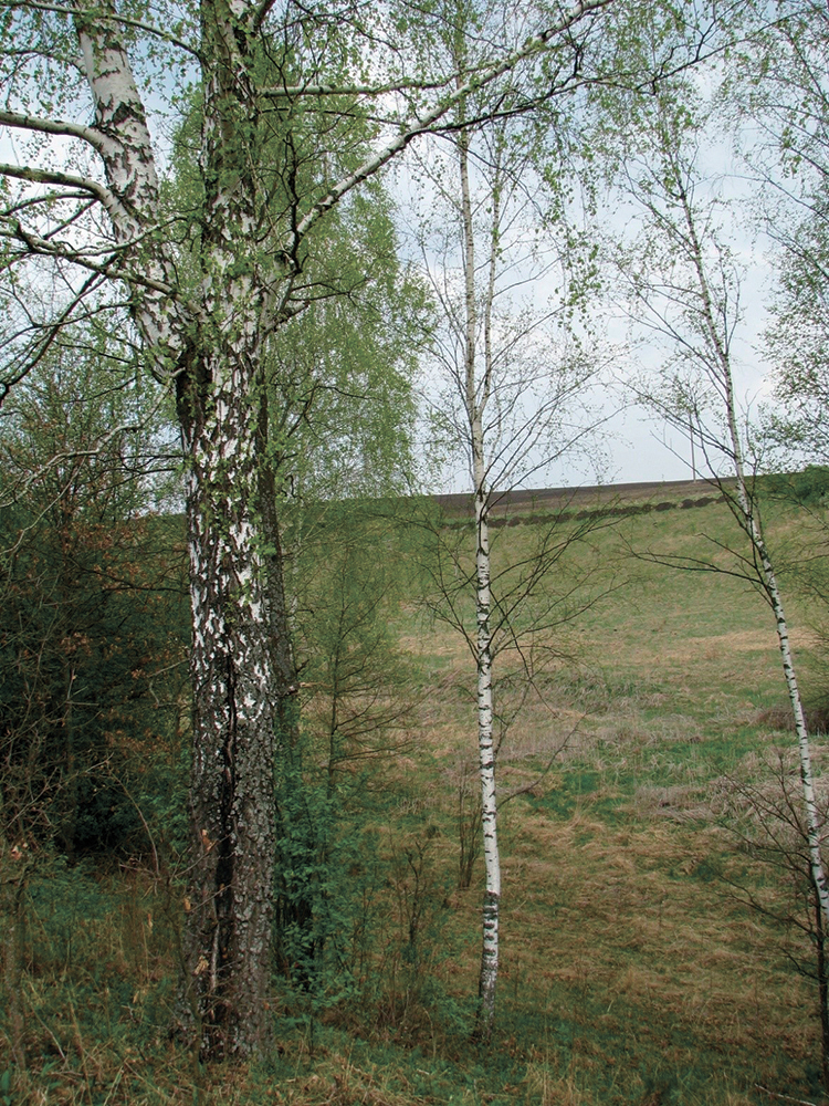 Visualization of an image of a silver birch tree from a GIS attribute table entry 