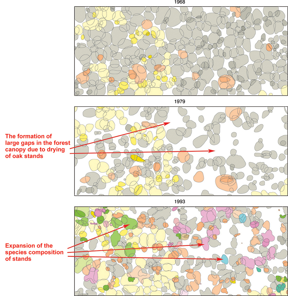 Dynamics of the structure and species composition of the forest stand from 1968 to 1993. (Kazatsky siteof the CCR, Kazatsky forest ecosite, forest PTP No. 6) Note. For figure legends, see the note to Fig. 4.