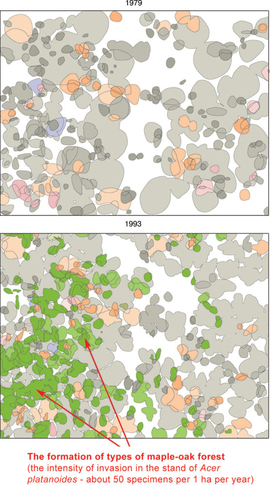 Dynamics of the structure and species composition of the forest stand from 1968 to 1993. (Streletsky site of the CCR, Dedov-Vesely ecosite, forest PTP No. 19) Note. For figure legends, see the note to Fig. 4.