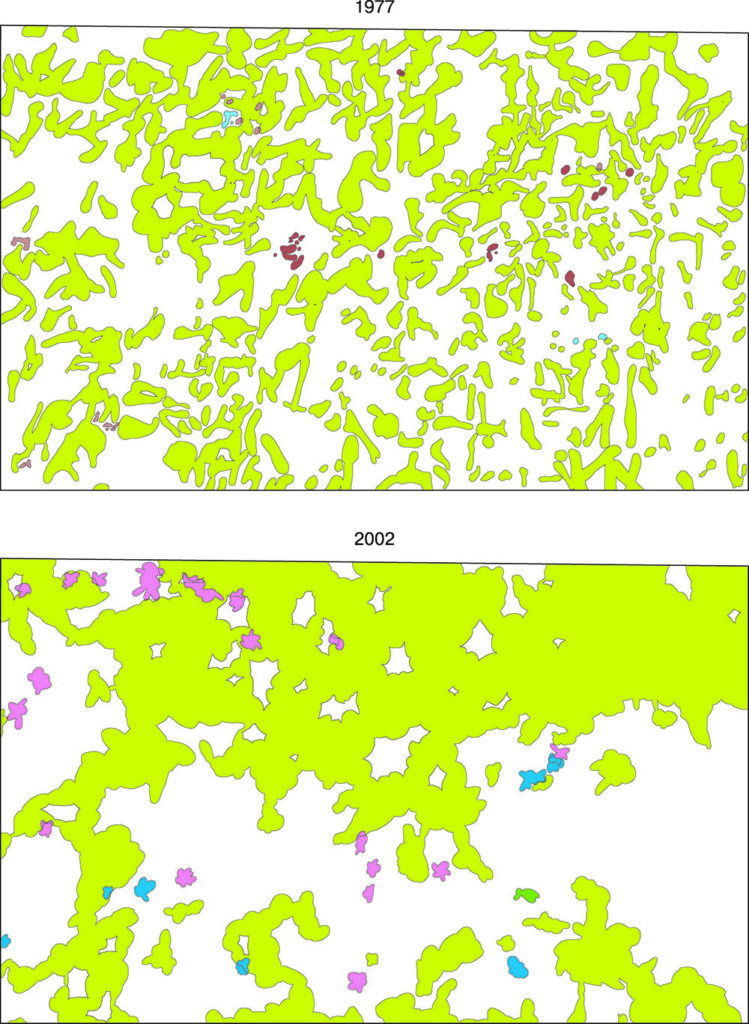 Dynamics of the horizontal structure of the common hazel population (Kazatsky site of the CCR, Kazatsky forest ecosite, forest PTP No. 4)