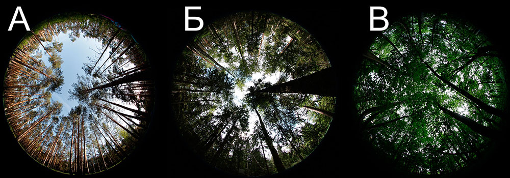 Рисунок 6. Снимки пропускания света кронами разной плотности (А — разреженные, Б — средней плотности, В — плотные)