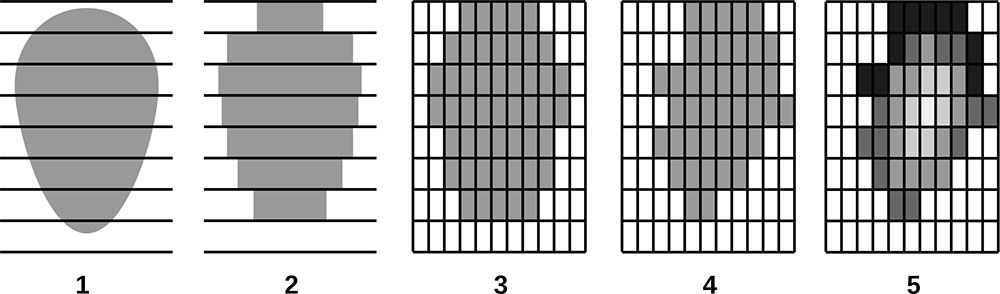 Рисунок 14. Схематическое изображение алгоритма построения фактической формы кроны (в качестве примера взято вертикальное сечение кроны, не проходящее через ствол): 1 — базовая форма кроны; 2 — разделение кроны на горизонтальные слои; 3 — аппроксимация кроны трёхмерными ячейками; 4 — модификация формы кроны в горизонтальном направлении в соответствии с асимметричным конкурентным давлением со стороны соседних деревьев; 5 — распределение надземной биомассы между ячейками. Воспроизведено по (Shanin et al., 2020)
