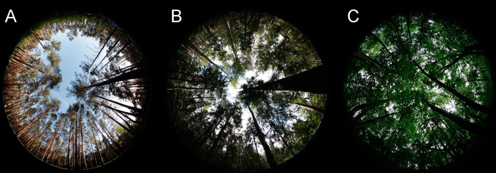 Figure 6. Images of light transmission by crowns of different densities (A — sparse, B — medium density, C — dense)