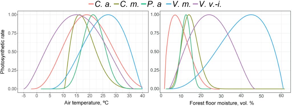 Figure 7. Photosynthesis intensity response functions of dominant species of the grass-shrub layer to changes in air temperature and forest forest floor moisture. C. a. — Calamagrostis arundinacea, C. m. — Convallaria majalis, P. a. — Pteridium aquilinum, V. m. — Vaccinium myrtillus, V. v.-i. — Vaccinium vitis-idaea