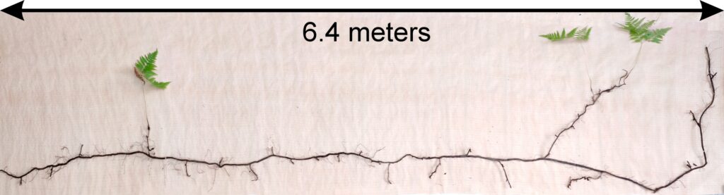 Figure 8. Determination of Pteridium aquilinum rhizome size