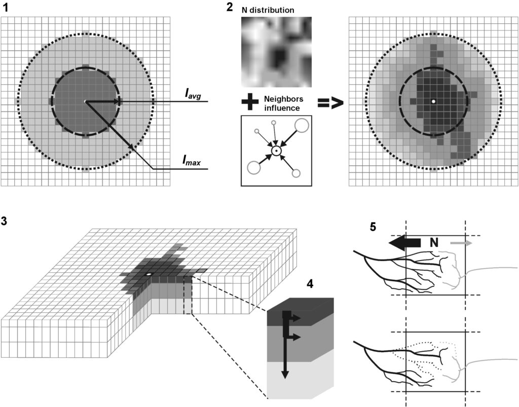 Figure 12. Block diagram of the annual step algorithm of the competition for available soil nitrogen submodel: 1 — calculation of the root nutrition zone area based on lavg (dark gray area) and determination of all cells that could potentially be included in the nutrition zone based on lmax (light gray area); 2 — calculation of the preference parameter for each cell in the potential nutrition zone, taking into account the heterogeneity of resource distribution and competitive pressure from neighboring trees; 3 — inclusion of cells in the root nutrition zone, with fine root biomass distributed among cells according to px,y values; 4 — calculation of vertical distribution of root biomass in each cell; 5 — calculation of N uptake in plant-available forms according to the fine root biomass of each competing tree. Reproduced from Shanin et al. (2015a)