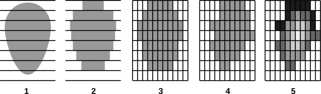 Figure 14. Schematic representation of the algorithm for constructing the actual crown shape (a vertical section of the crown, not passing through the trunk, is taken as an example): 1 — basic crown shape; 2 — division of the crown into horizontal layers; 3 — approximation of the crown by three-dimensional cells; 4 — modification of the crown shape in the horizontal direction in accordance with asymmetric competitive pressure from neighboring trees; 5 — distribution of aboveground biomass between cells. Reproduced from Shanin et al. (2020)