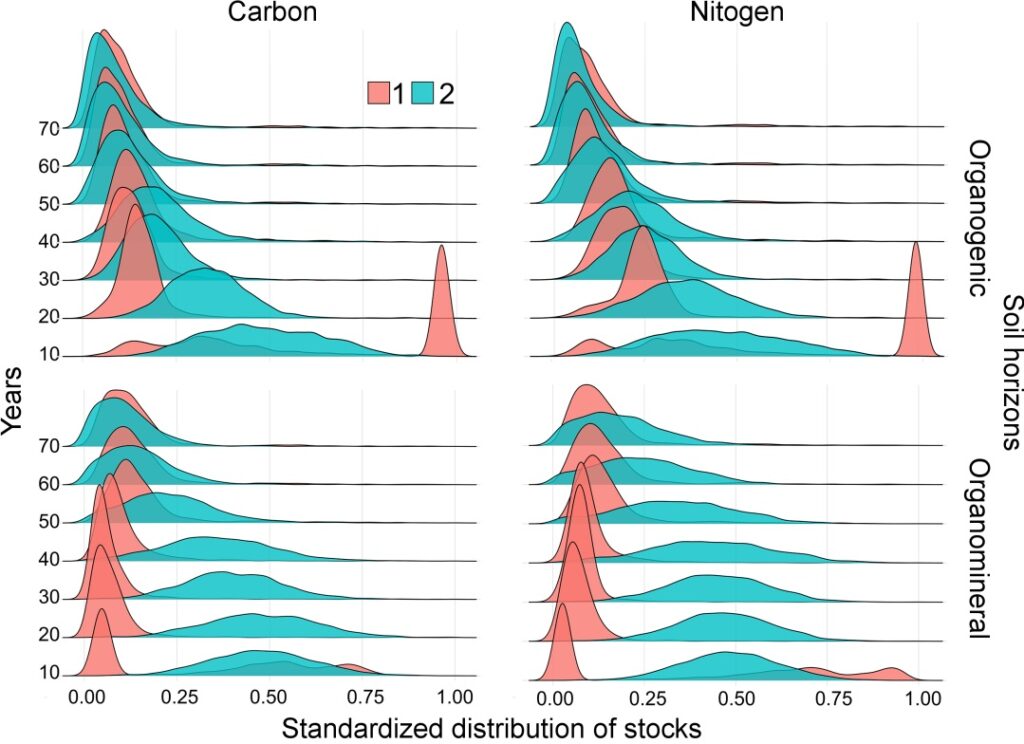 Figure 29. Standardized distribution of organic matter stocks in terms of carbon (C) and nitrogen (N) in organogenic (forest floor) and organomineral soil horizons in the scenario of polydominant stand with pseudorandom tree arrangement. 1 — only stand litter was taken into account in model calculations, 2 — including stand litter and grass-shrub layer litter. The x-axis shows standardized distribution of reserves in gradation from minimum to maximum at the site per corresponding time step