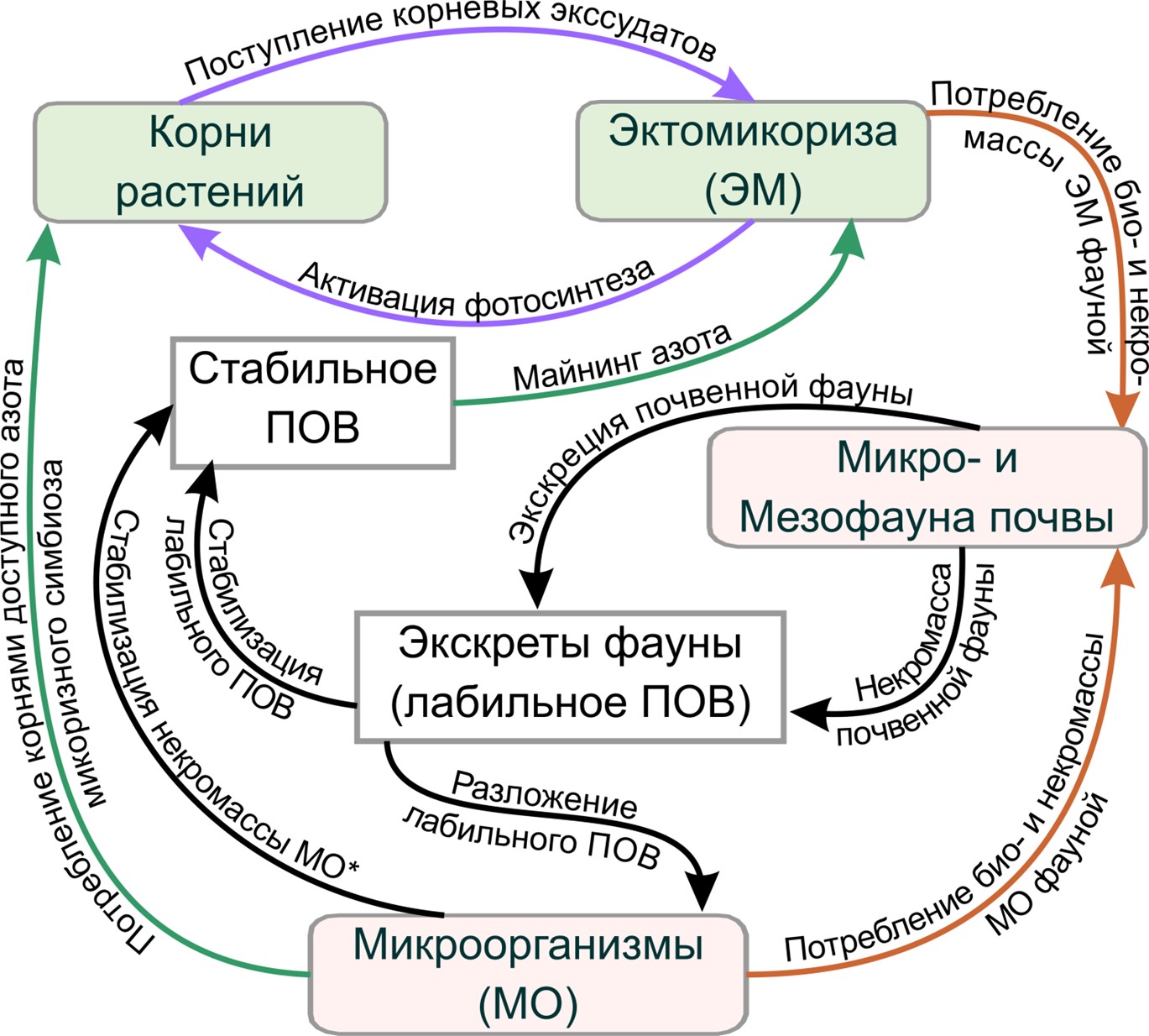 Рисунок 1. Обобщённая концептуальная схема потоков и пулов органического вещества при функционировании эктомикоризы, её вклада в пополнение ПОВ и снабжение растений азотом. Наименования относятся как к пулам, так и к потокам, стрелки только к потокам. На схеме не представлены потоки СО2 при дыхании биоты, растворимое органическое вещество (РОВ), растворение минералов кислыми экссудатами и не отражено поступление доступного азота в корни через внешний мицелий и чехол эктомикоризного гриба с транспирационным потоком воды из почвы.