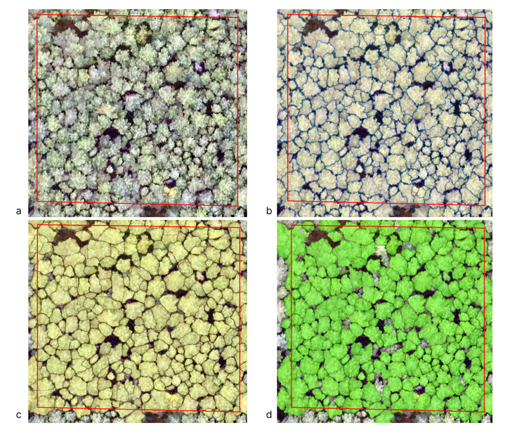 Figure 6. An example of a sample site, where (a) is an orthophoto without annotation, (b) is visual interpretation, (c) is the result of automatic segmentation without filtering, and (d) is the result of automatic segmentation after filtering.