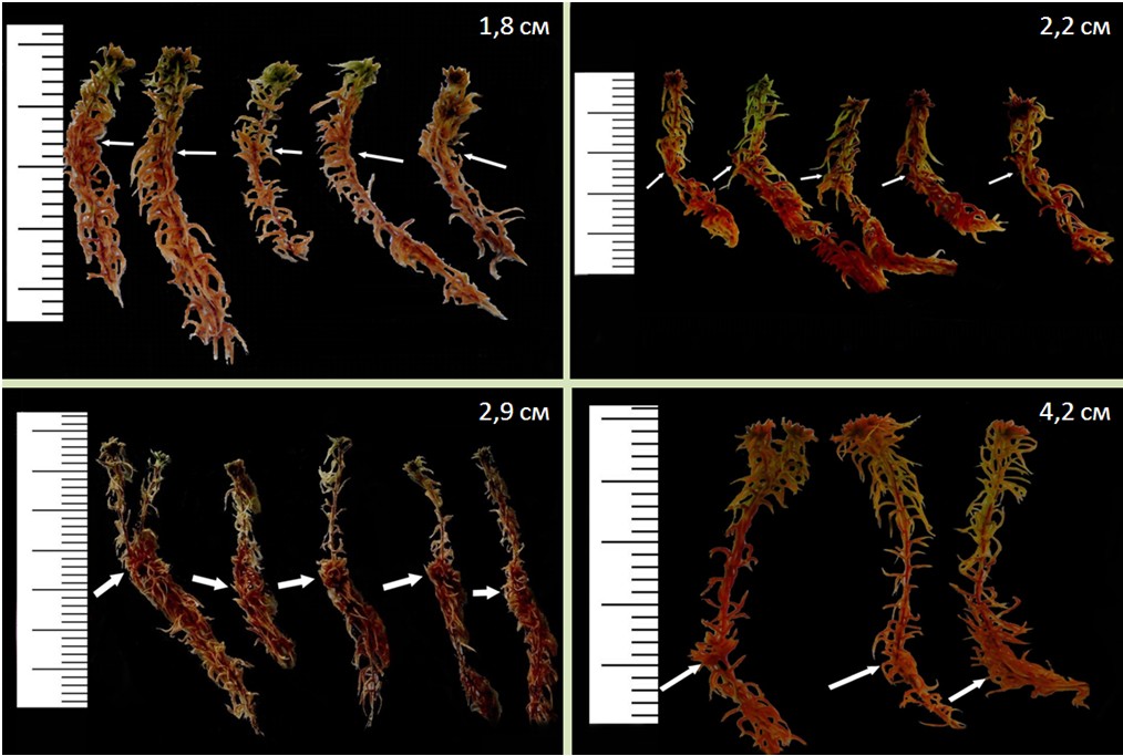 Рисунок 1. Нивальные геотропические изгибы и годичный прирост Sphagnum fuscum