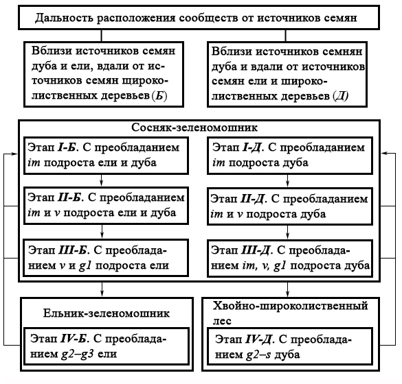 Рисунок 1. Направления развития сосняков-зеленомошников на разном удалении от источников семян ели, дуба и других широколиственных деревьев Обозначения: стрелки вниз – направления развития сообществ, определяемые популяциями деревьев; стрелки вверх – преобразования сообществ при низовых пожарах; римские цифры – этапы сукцессионных преобразований; онтогенетическое (возрастное) состояние: j – ювенильное; im – имматурное; v – виргинильное; g1, g2, g3 – молодое, средневозрастное (зрелое) и старое генеративное; s – сенильное
