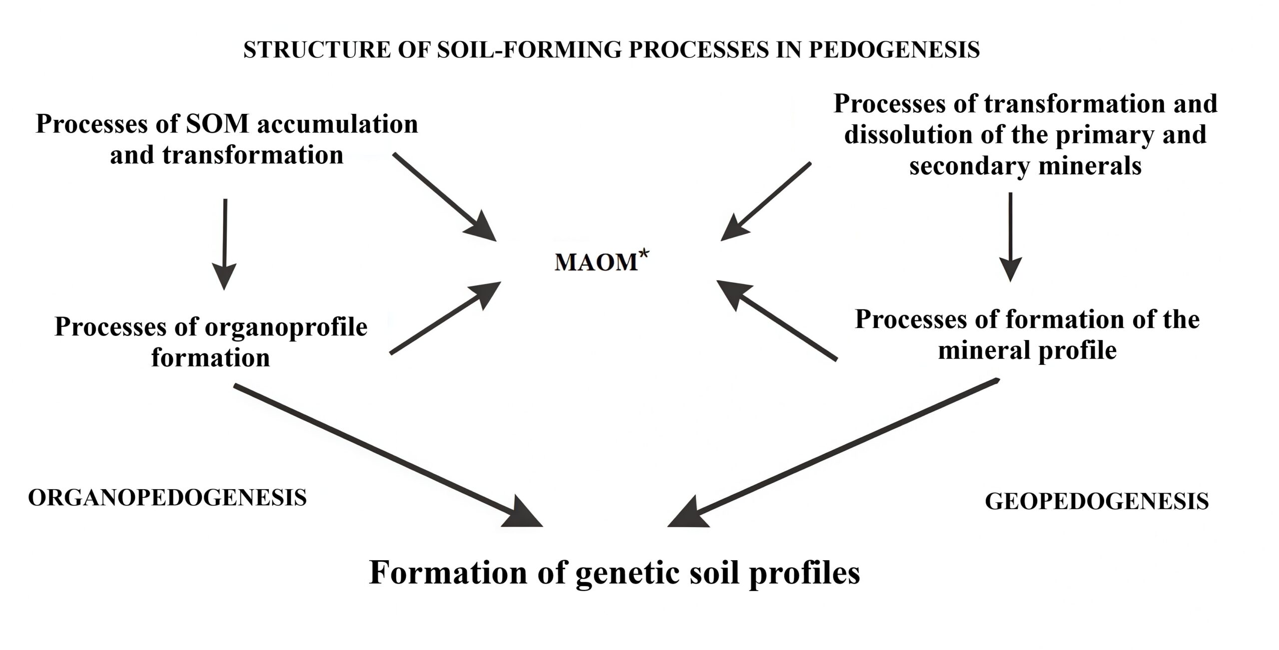 Figure 2. The general structure of pedogenesis at the level of soil formation processes with a reflection of the place of organopedogenesis. The «processes of SOM accumulation and transformation» refer to the humus forms and types of litter; *Mineral associated organic matter including SOM, associated with R2O3 and Ca2+.