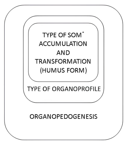 Figure 3. Taxonomic subordination of the components of organopedogenesis («Russian matryoshka doll»); *SOM – soil organic matter